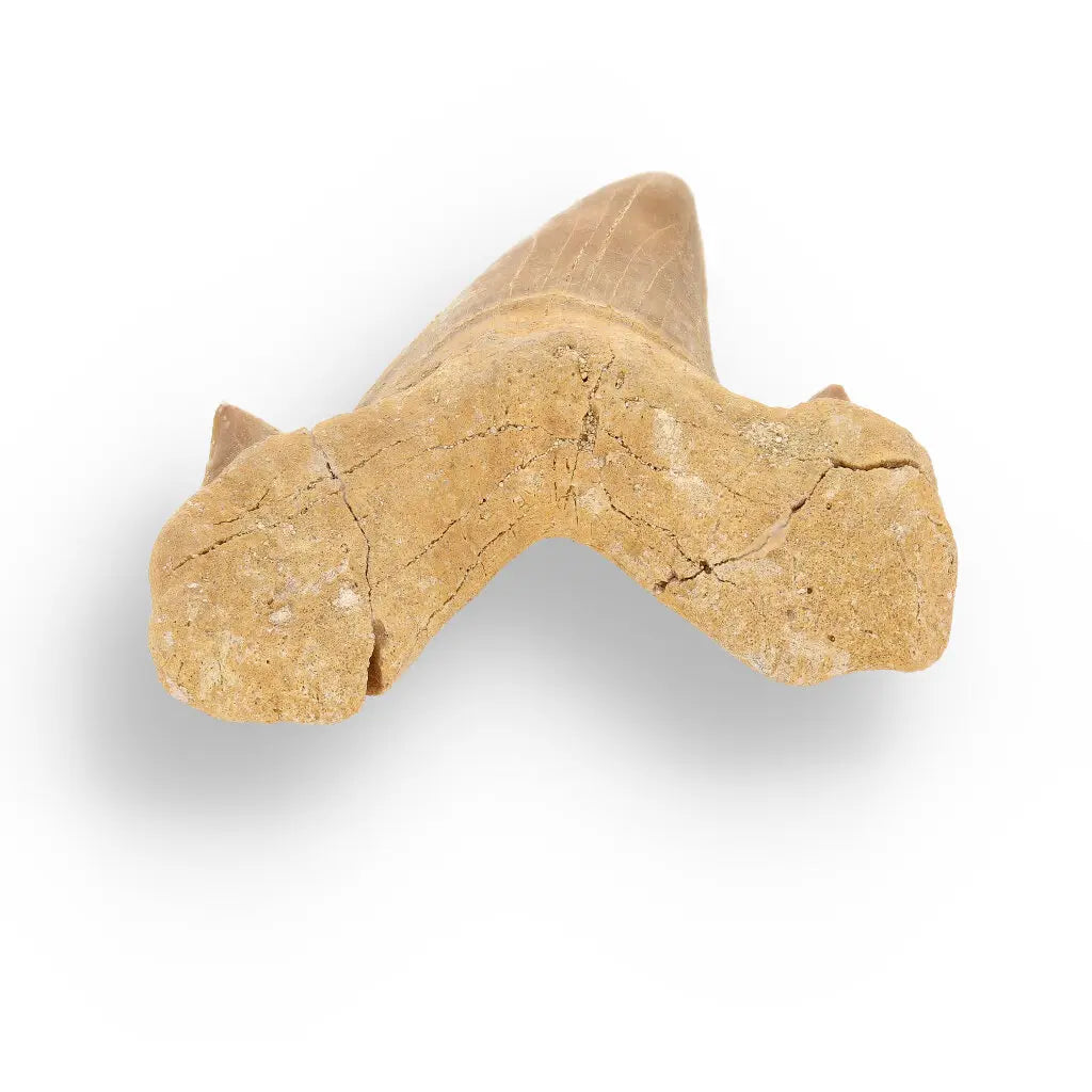 Get your Otodus Obliquus - 65 Million Year Old Shark Tooth Fossil Specimen online now or in store at Forever Gems in Franschhoek, South Africa