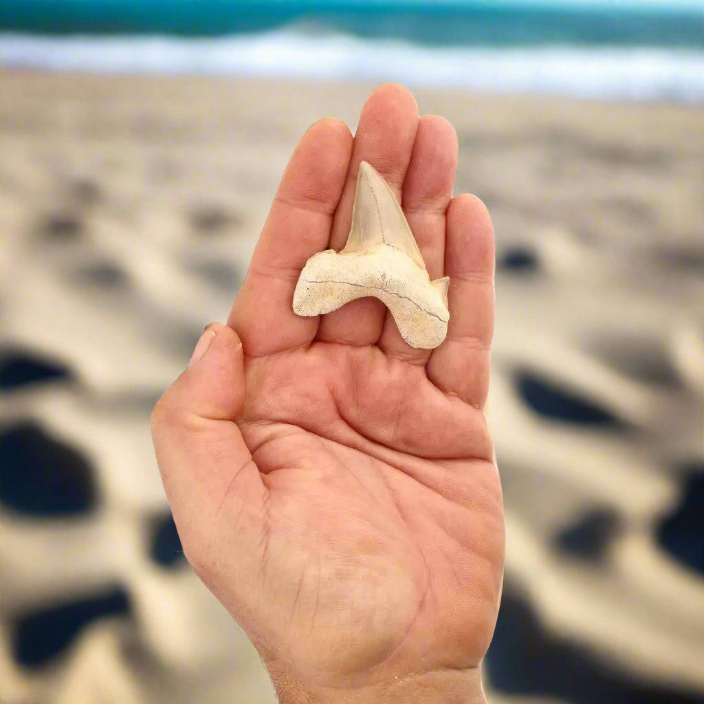 Get your Otodus Obliquus - Prehistoric Mega Shark Tooth with Serrated Edges online now or in store at Forever Gems in Franschhoek, South Africa