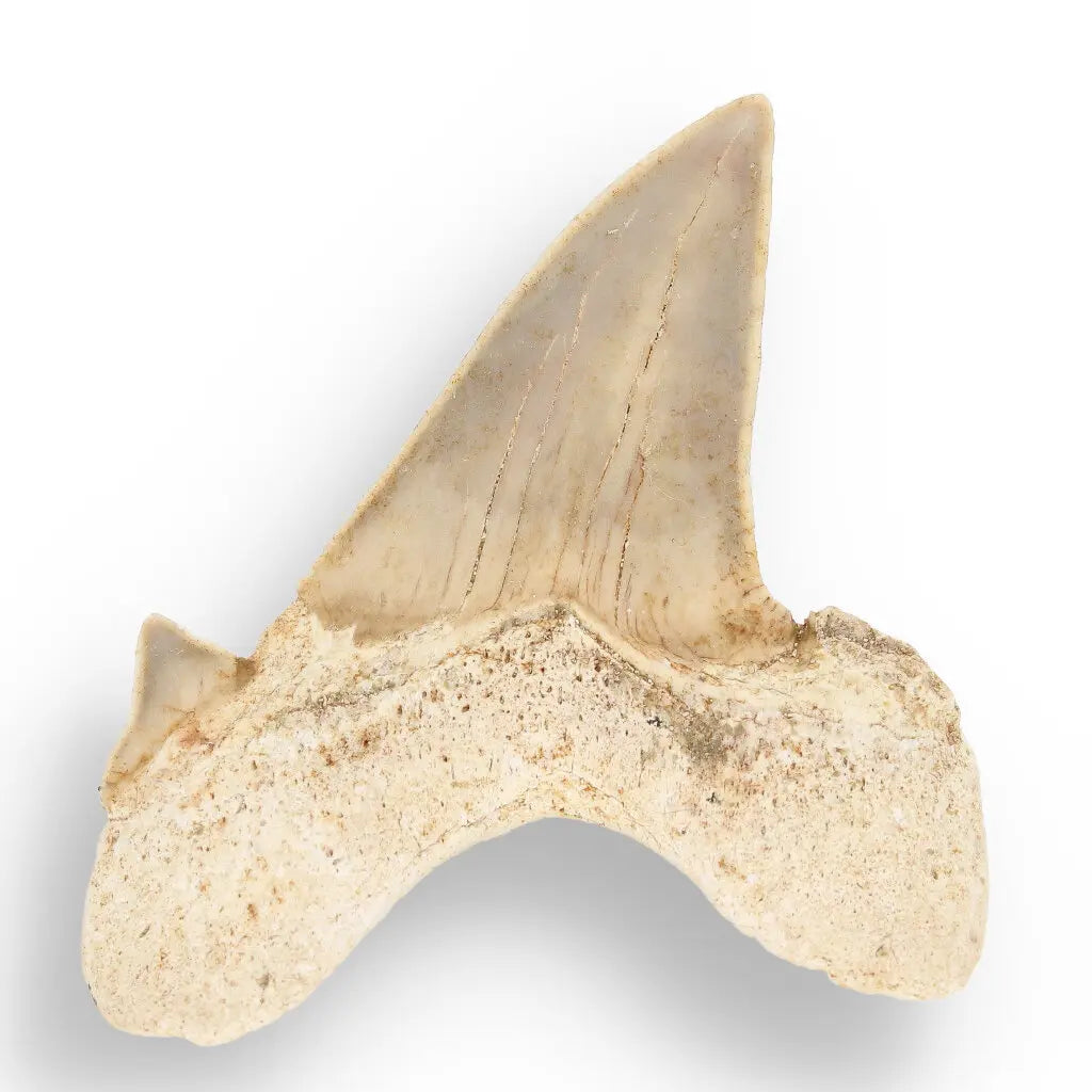 Get your Otodus Obliquus - Prehistoric Mega Shark Tooth with Serrated Edges online now or in store at Forever Gems in Franschhoek, South Africa
