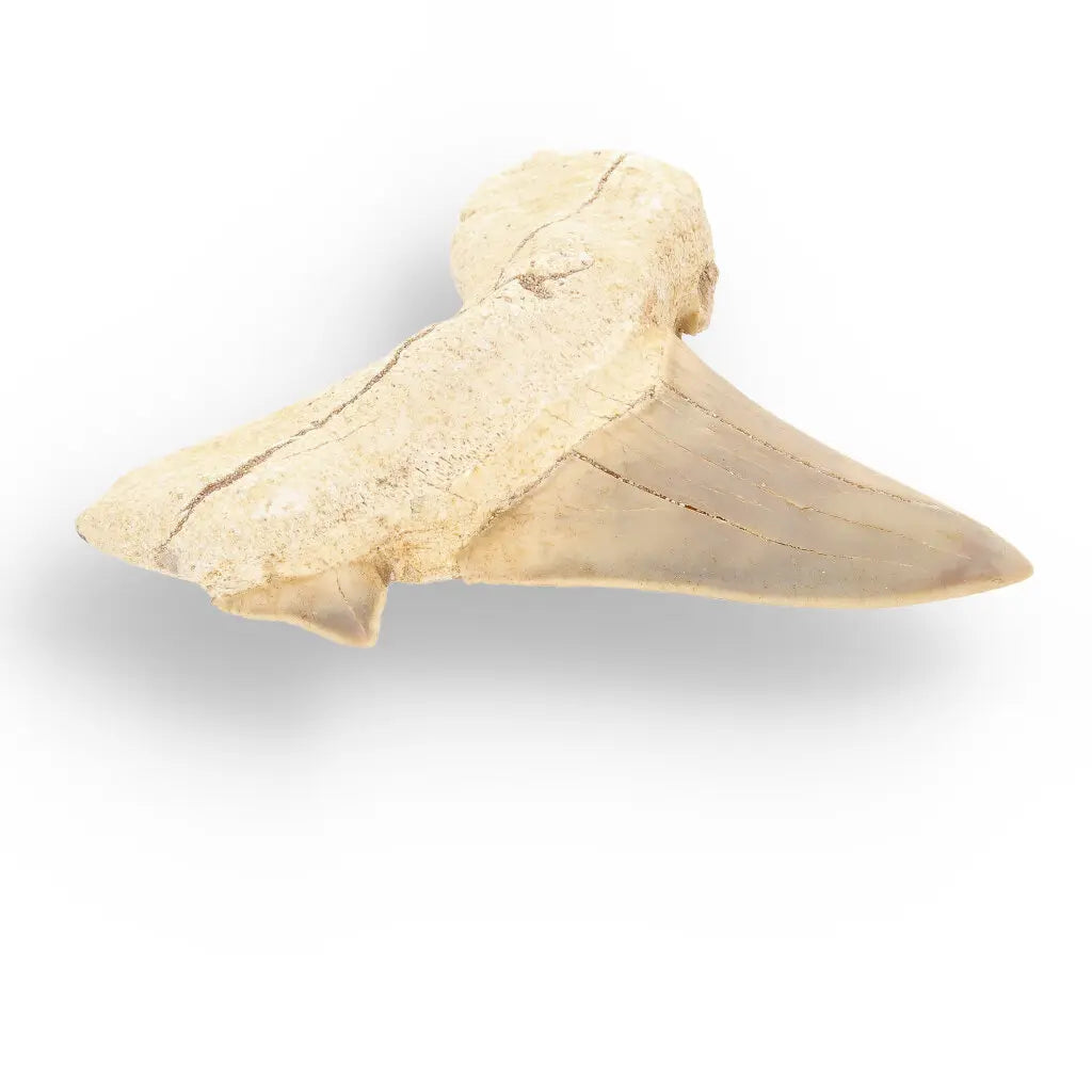 Get your Otodus Obliquus - Prehistoric Mega Shark Tooth with Serrated Edges online now or in store at Forever Gems in Franschhoek, South Africa