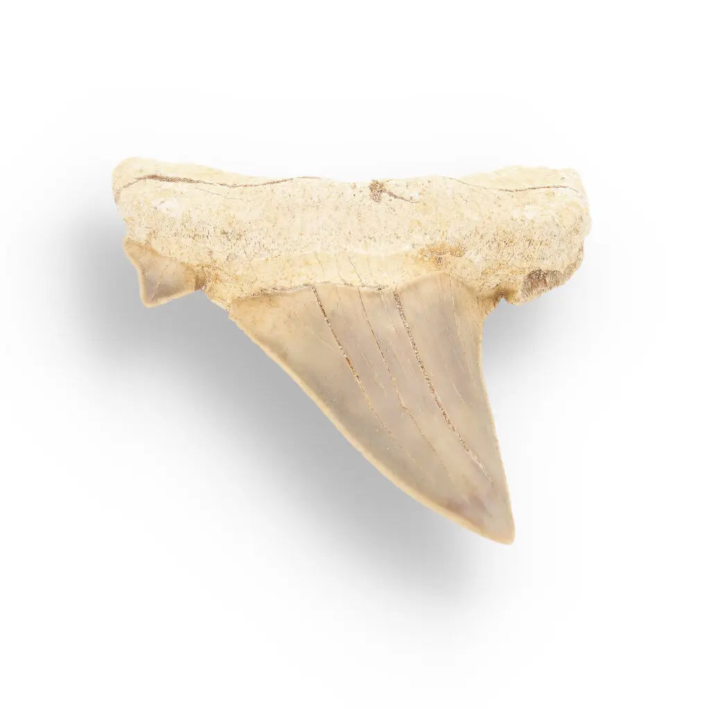 Get your Otodus Obliquus - Prehistoric Mega Shark Tooth with Serrated Edges online now or in store at Forever Gems in Franschhoek, South Africa