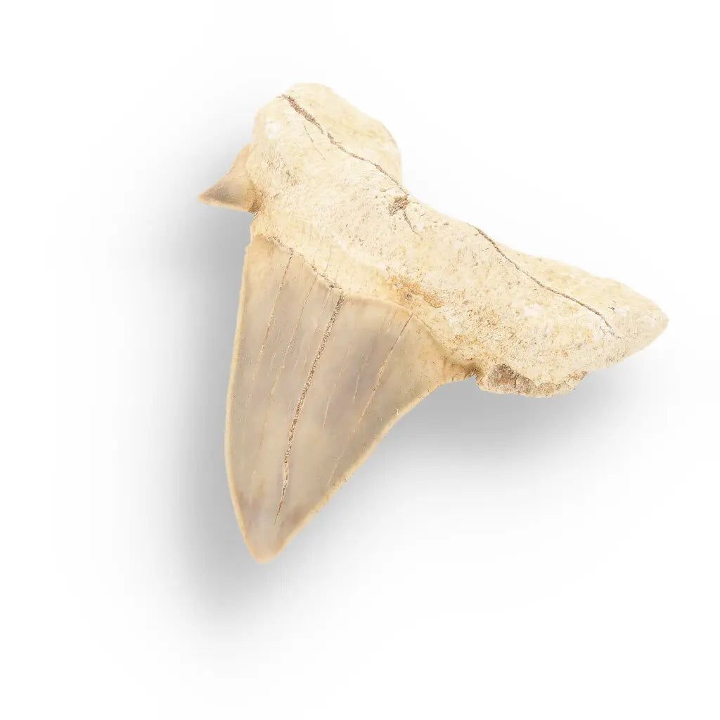 Get your Otodus Obliquus - Prehistoric Mega Shark Tooth with Serrated Edges online now or in store at Forever Gems in Franschhoek, South Africa