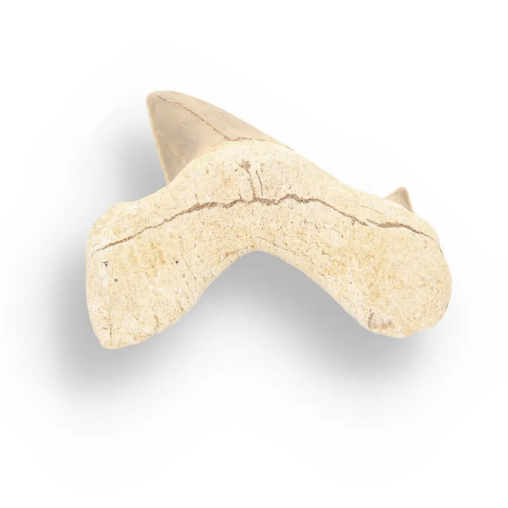 Get your Otodus Obliquus - Prehistoric Mega Shark Tooth with Serrated Edges online now or in store at Forever Gems in Franschhoek, South Africa