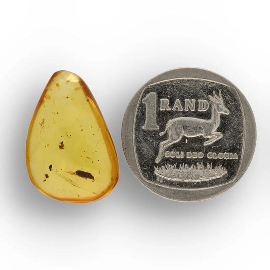 Get your Myanmar Amber with Prehistoric Insect – Natural Inclusion online now or in store at Forever Gems in Franschhoek, South Africa