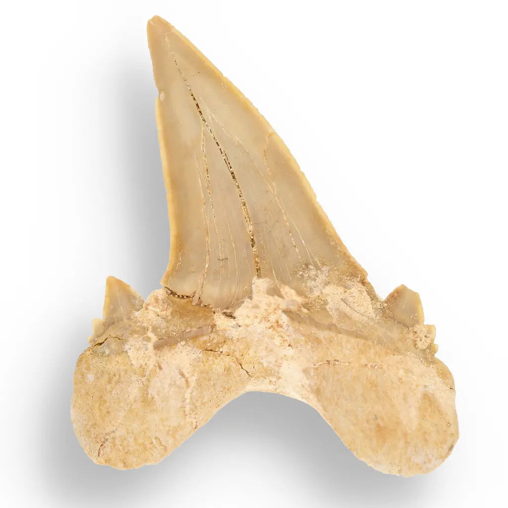 Get your Otodus Obliquus Shark - Colossal Predator Fossil from Ancient Moroccan Seas online now or in store at Forever Gems in Franschhoek, South Africa