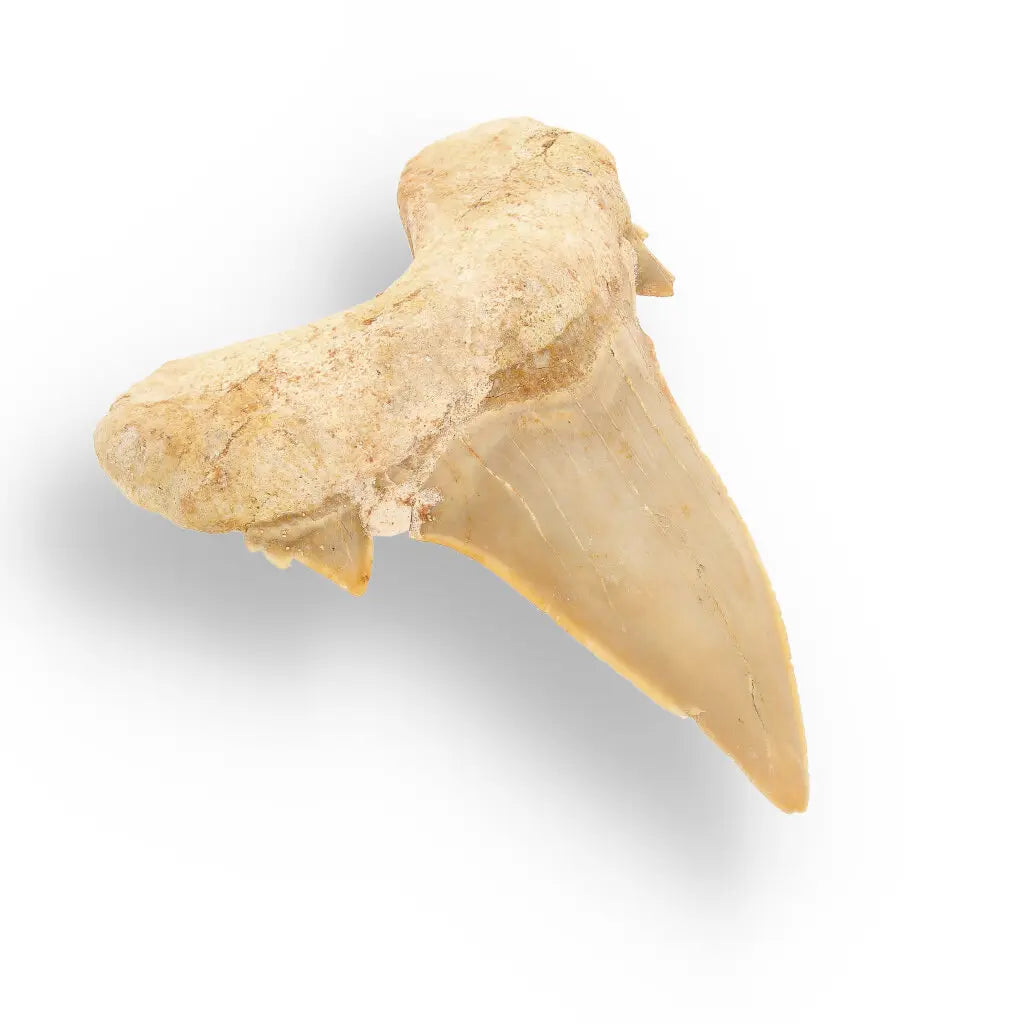 Get your Otodus Obliquus Shark - Colossal Predator Fossil from Ancient Moroccan Seas online now or in store at Forever Gems in Franschhoek, South Africa
