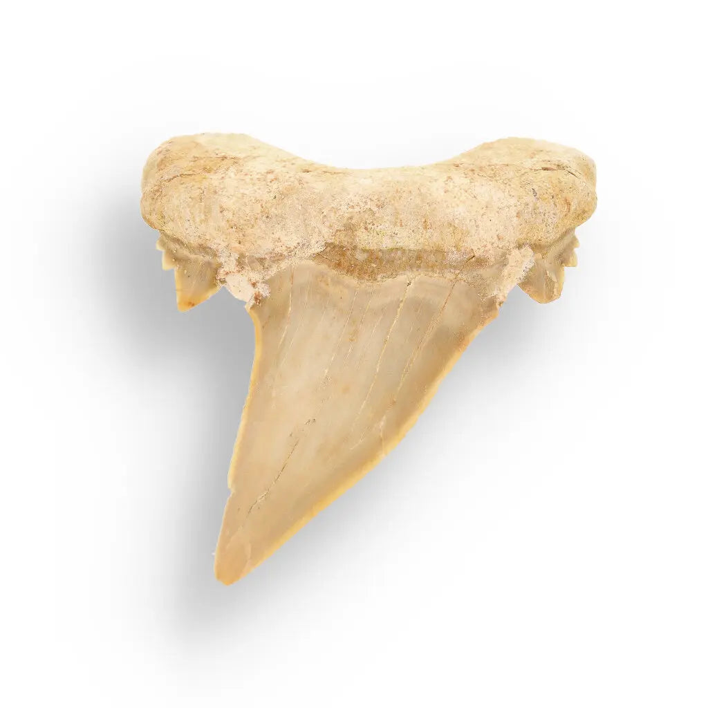 Get your Otodus Obliquus Shark - Colossal Predator Fossil from Ancient Moroccan Seas online now or in store at Forever Gems in Franschhoek, South Africa