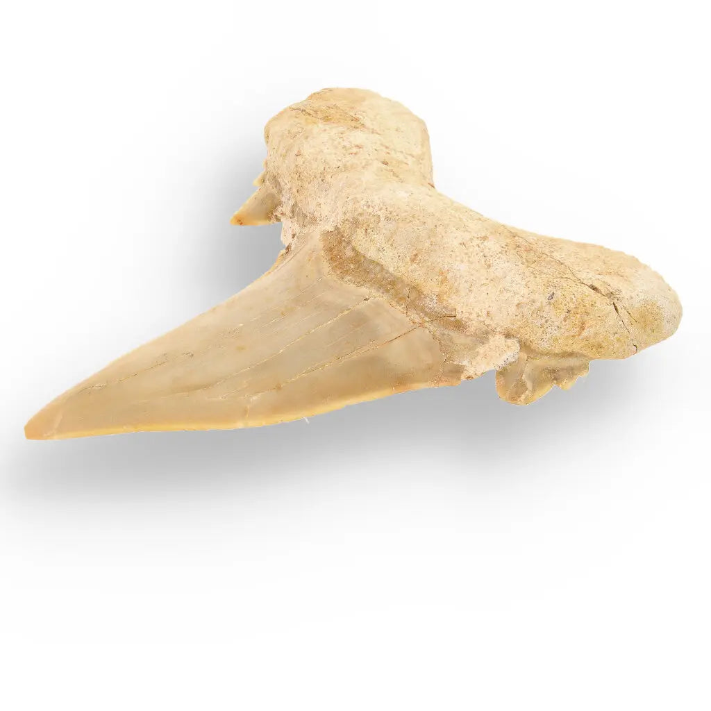 Get your Otodus Obliquus Shark - Colossal Predator Fossil from Ancient Moroccan Seas online now or in store at Forever Gems in Franschhoek, South Africa