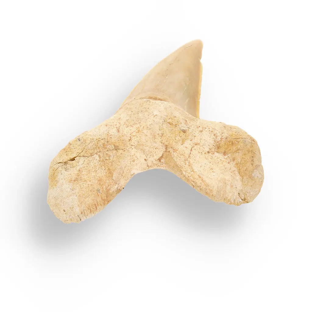 Get your Otodus Obliquus Shark - Colossal Predator Fossil from Ancient Moroccan Seas online now or in store at Forever Gems in Franschhoek, South Africa