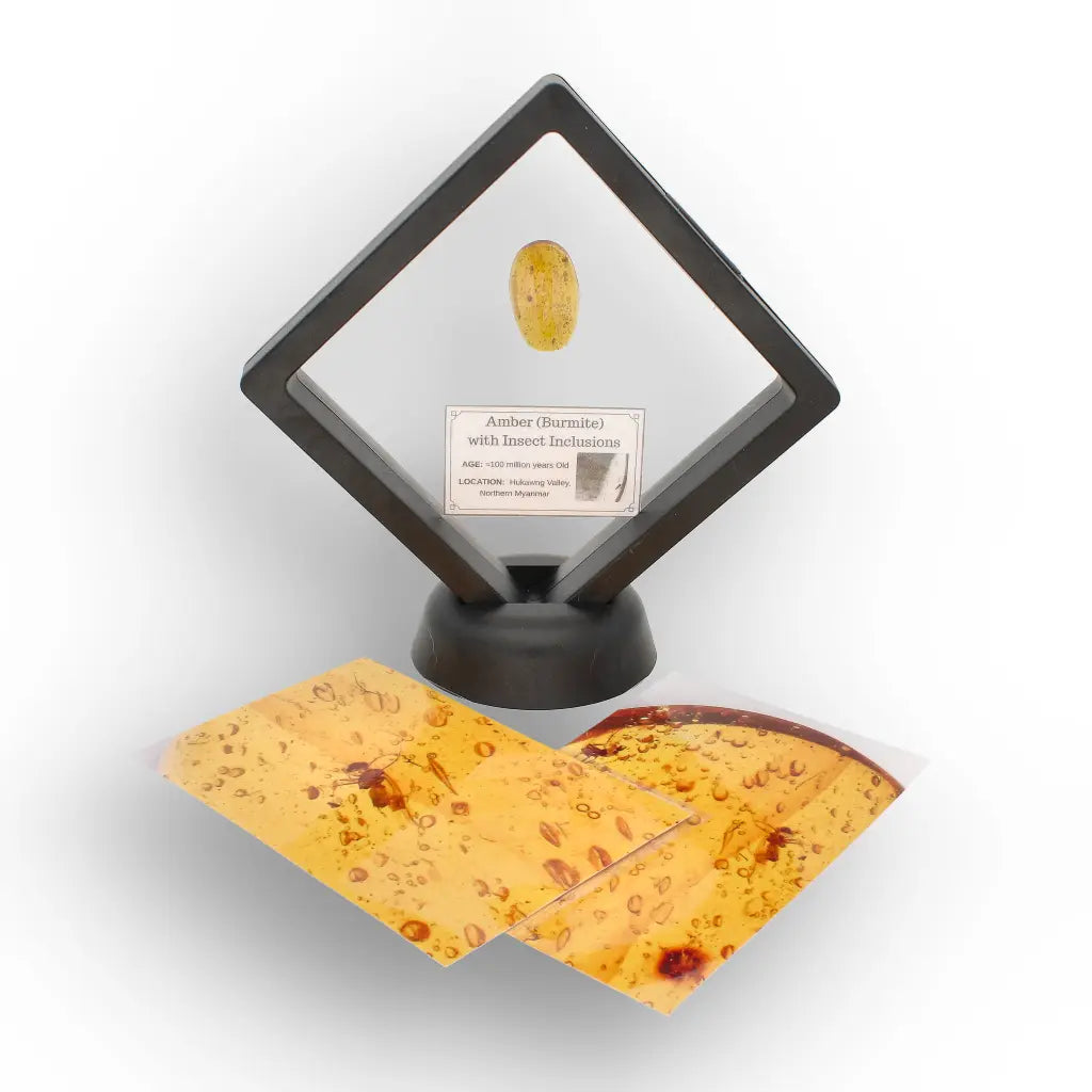Get your Myanmar Amber with Insect Inclusions – Ancient Fossil online now or in store at Forever Gems in Franschhoek, South Africa