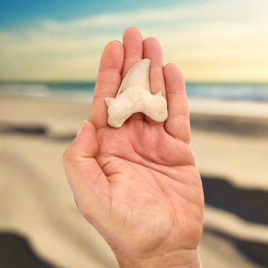 Get your Otodus Obliquus - Quality Shark Tooth from Khouribga Morocco online now or in store at Forever Gems in Franschhoek, South Africa