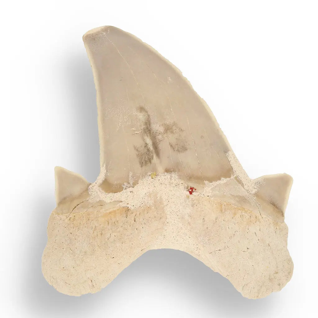 Get your Otodus Obliquus - Quality Shark Tooth from Khouribga Morocco online now or in store at Forever Gems in Franschhoek, South Africa
