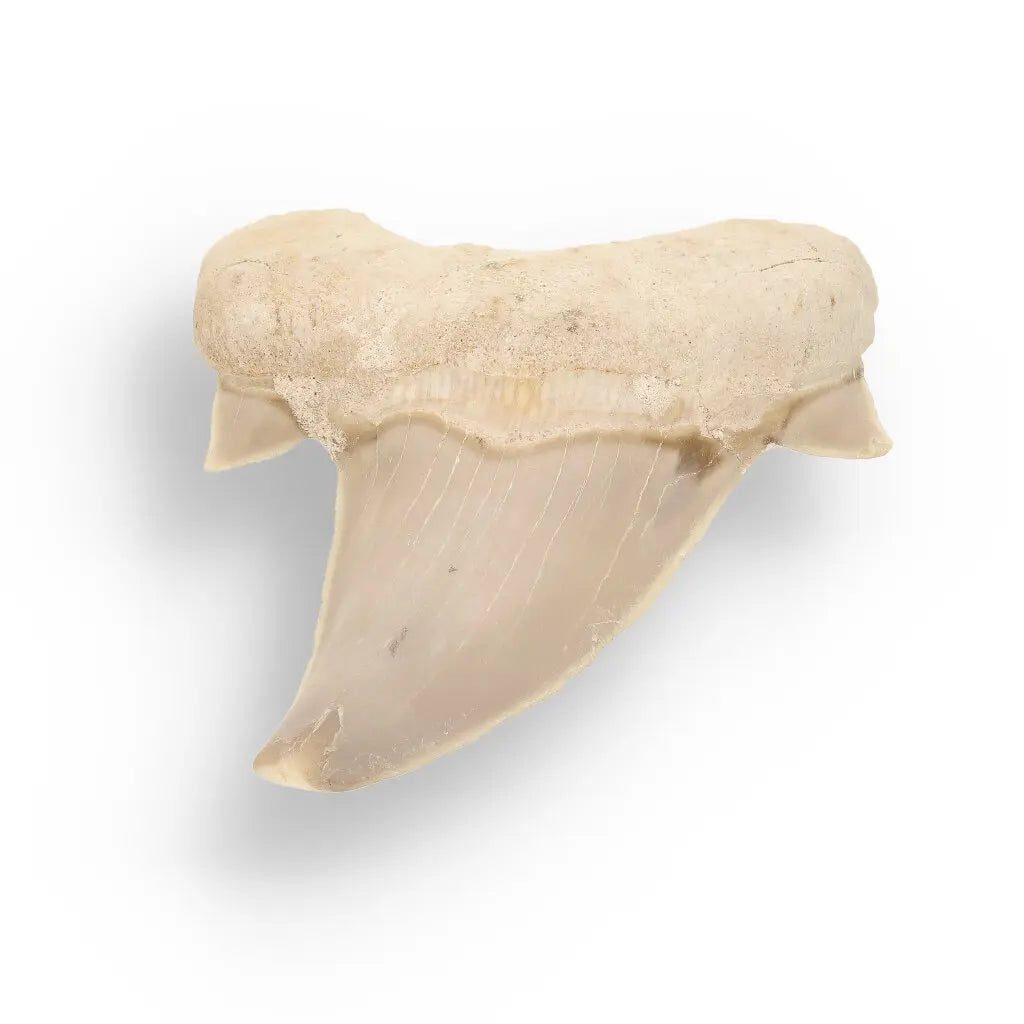 Get your Otodus Obliquus - Quality Shark Tooth from Khouribga Morocco online now or in store at Forever Gems in Franschhoek, South Africa