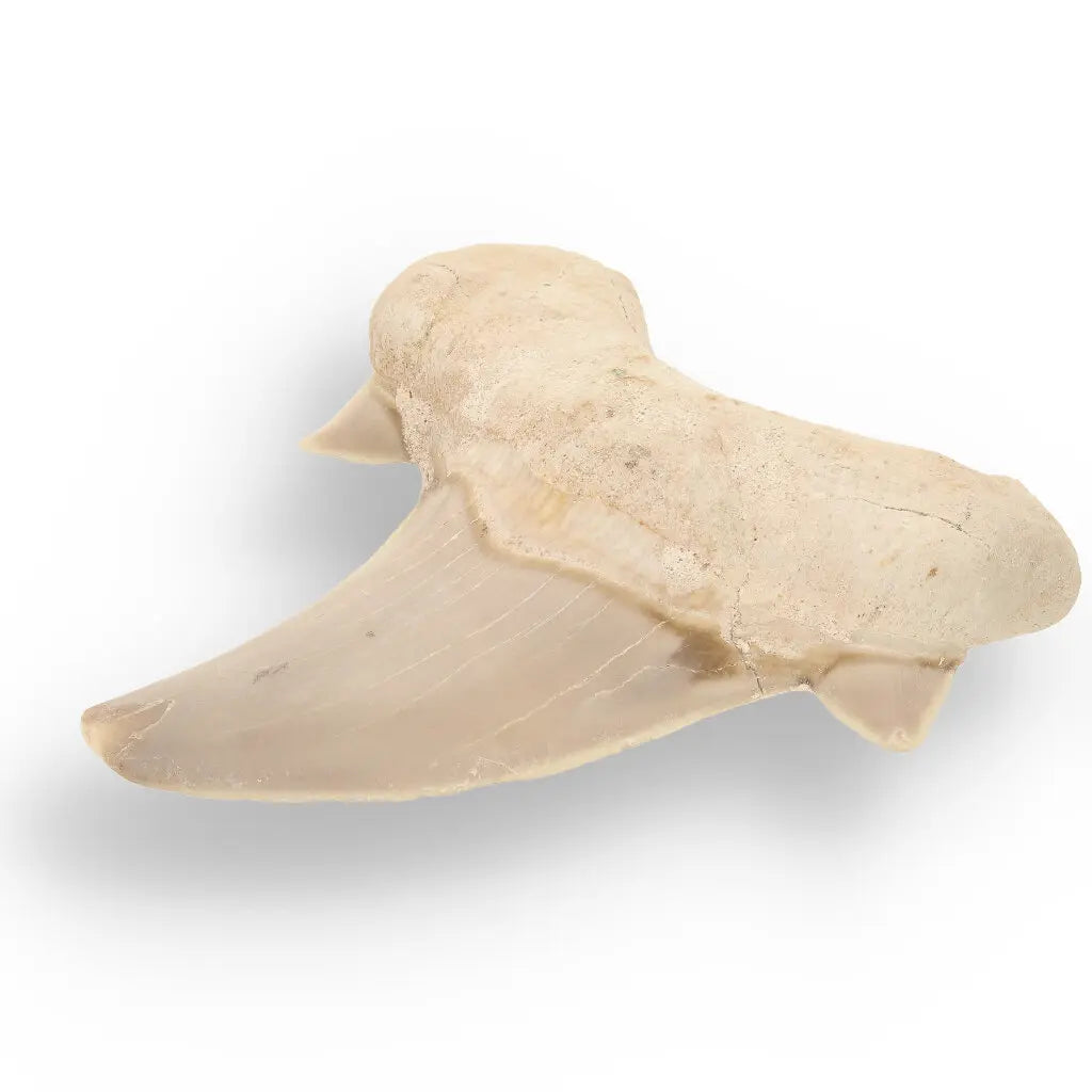 Get your Otodus Obliquus - Quality Shark Tooth from Khouribga Morocco online now or in store at Forever Gems in Franschhoek, South Africa