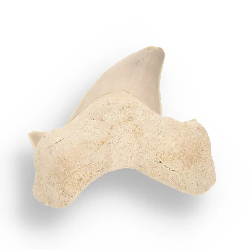 Get your Otodus Obliquus - Quality Shark Tooth from Khouribga Morocco online now or in store at Forever Gems in Franschhoek, South Africa