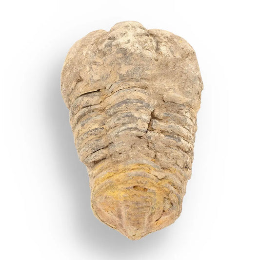 Get your Calymene Trilobite Fossil – Ancient Life Captured in Rock online now or in store at Forever Gems in Franschhoek, South Africa