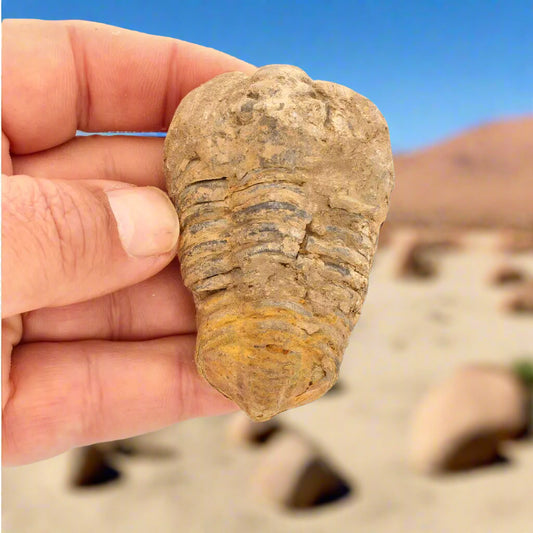 Get your Calymene Trilobite Fossil – Ancient Life Captured in Rock online now or in store at Forever Gems in Franschhoek, South Africa