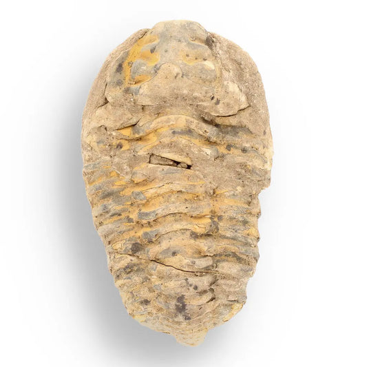 Get your Calymene Trilobite Fossil – A Piece of Prehistoric History online now or in store at Forever Gems in Franschhoek, South Africa