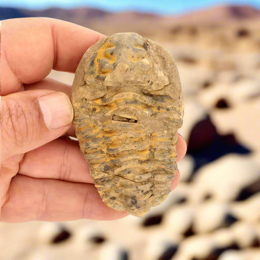 Get your Calymene Trilobite Fossil – A Piece of Prehistoric History online now or in store at Forever Gems in Franschhoek, South Africa