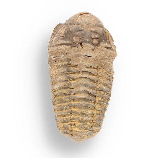 Get your Calymene Trilobite Fossil – Unique Artifact from Morocco online now or in store at Forever Gems in Franschhoek, South Africa