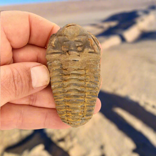 Get your Calymene Trilobite Fossil – Unique Artifact from Morocco online now or in store at Forever Gems in Franschhoek, South Africa