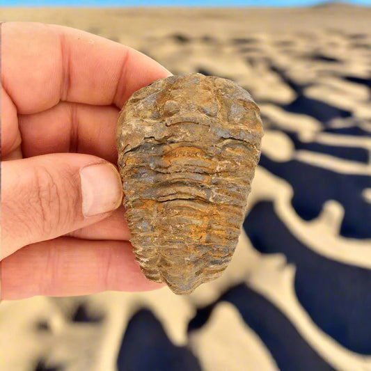 Get your Calymene Trilobite Fossil – 400 Million Years in the Making online now or in store at Forever Gems in Franschhoek, South Africa