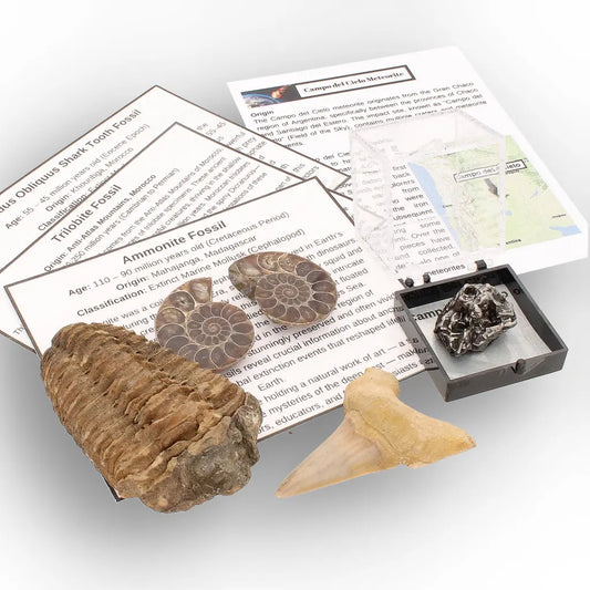Get your From Ancient Seas to Falling Stars – A Fossil & Meteorite Treasure Chest online now or in store at Forever Gems in Franschhoek, South Africa