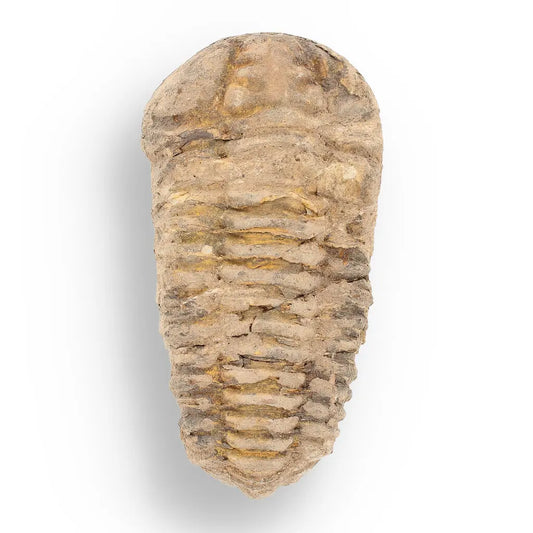 Get your Calymene Trilobite Fossil – A Glimpse into Earth's Past online now or in store at Forever Gems in Franschhoek, South Africa