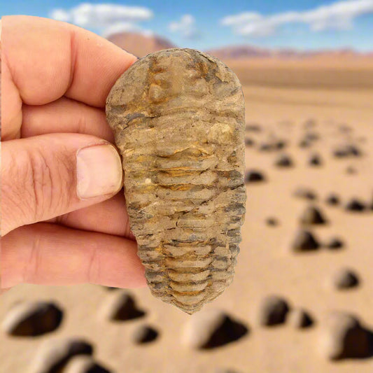 Get your Calymene Trilobite Fossil – A Glimpse into Earth's Past online now or in store at Forever Gems in Franschhoek, South Africa