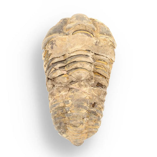 Get your Calymene Trilobite Fossil – Ancient Sea Creature in Stone online now or in store at Forever Gems in Franschhoek, South Africa