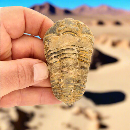 Get your Calymene Trilobite Fossil – Ancient Sea Creature in Stone online now or in store at Forever Gems in Franschhoek, South Africa