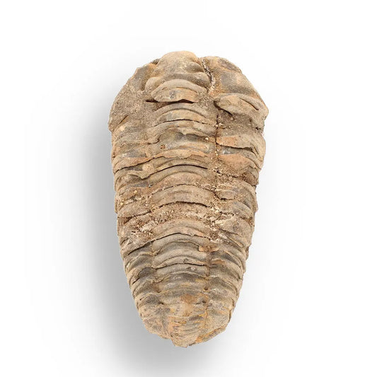Get your Calymene (Colpocoryphe) Trilobite Fossils – Echoes of Earth’s Past online now or in store at Forever Gems in Franschhoek, South Africa
