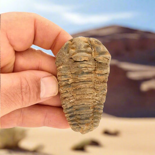 Get your Calymene (Colpocoryphe) Trilobite Fossils – Echoes of Earth’s Past online now or in store at Forever Gems in Franschhoek, South Africa