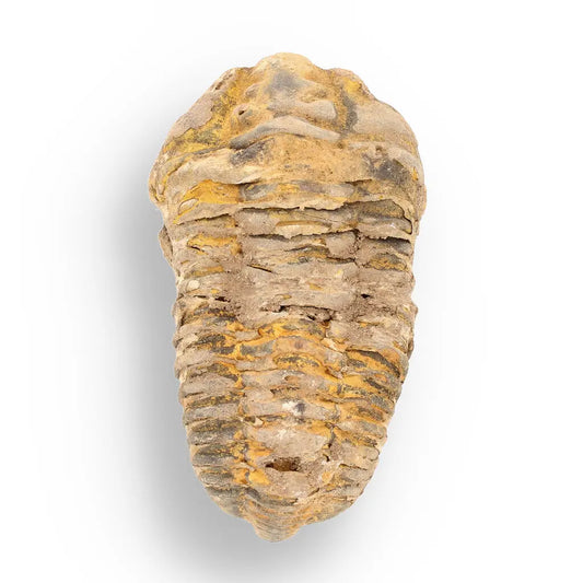 Get your Calymene (Colpocoryphe) Trilobite Fossils – Evolution’s Stunning Footprints online now or in store at Forever Gems in Franschhoek, South Africa