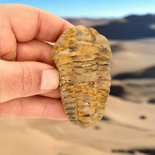 Get your Calymene (Colpocoryphe) Trilobite Fossils – Evolution’s Stunning Footprints online now or in store at Forever Gems in Franschhoek, South Africa