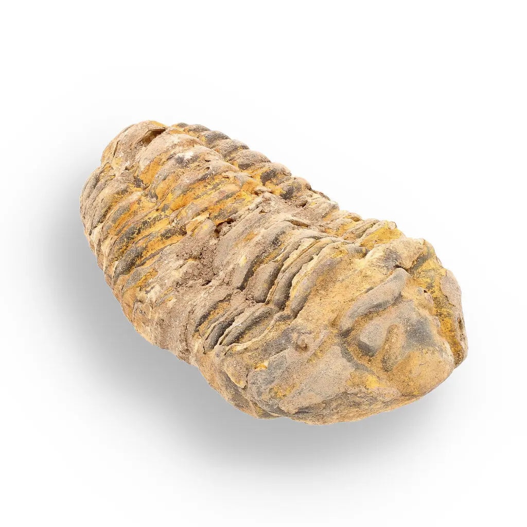 Get your Calymene (Colpocoryphe) Trilobite Fossils – Evolution’s Stunning Footprints online now or in store at Forever Gems in Franschhoek, South Africa