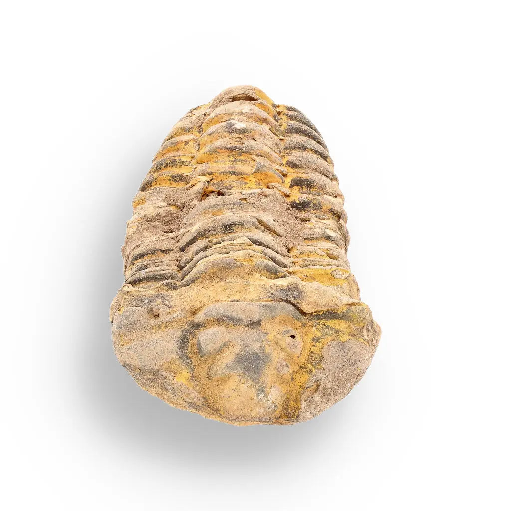 Get your Calymene (Colpocoryphe) Trilobite Fossils – Evolution’s Stunning Footprints online now or in store at Forever Gems in Franschhoek, South Africa