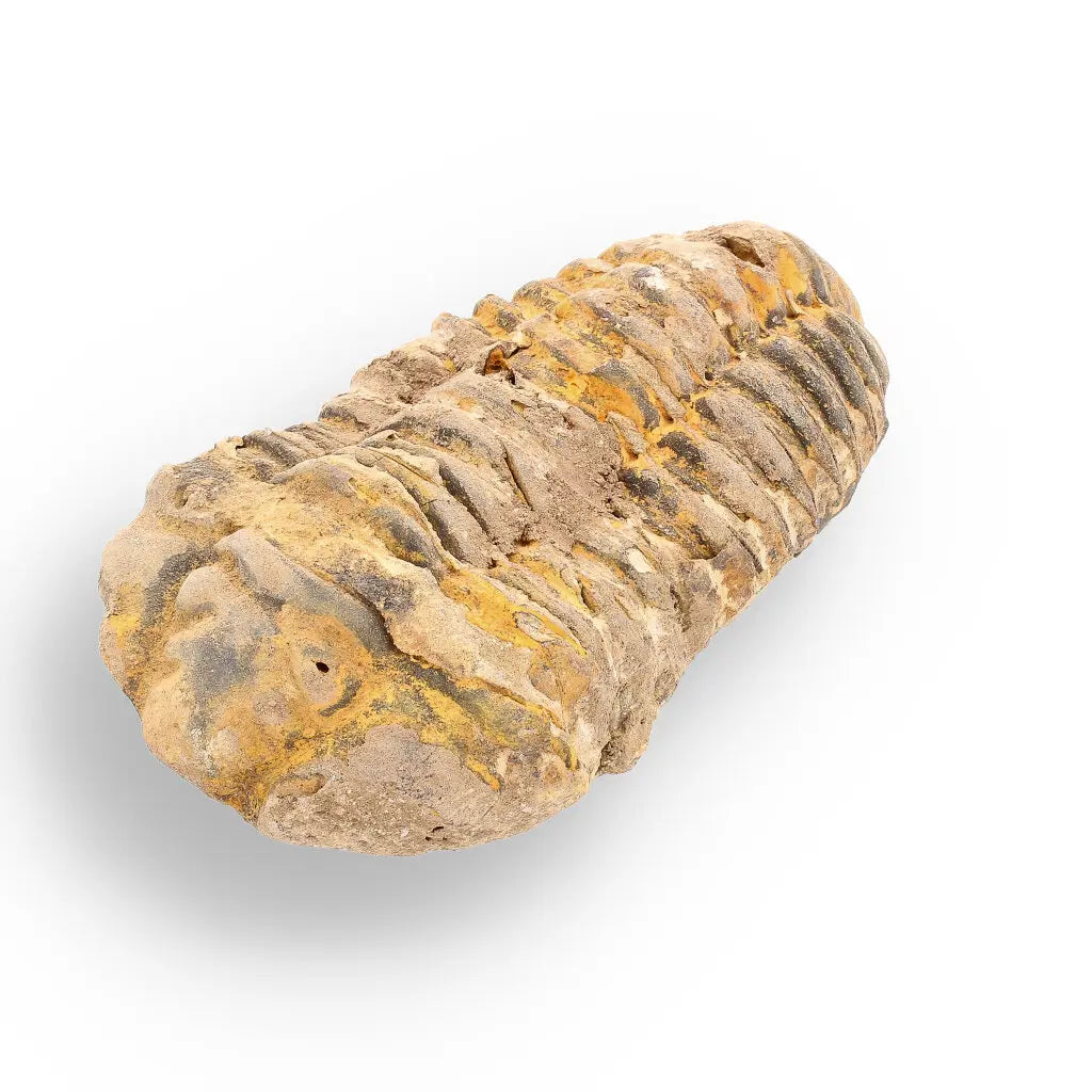 Get your Calymene (Colpocoryphe) Trilobite Fossils – Evolution’s Stunning Footprints online now or in store at Forever Gems in Franschhoek, South Africa