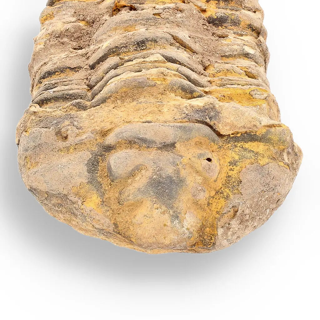 Get your Calymene (Colpocoryphe) Trilobite Fossils – Evolution’s Stunning Footprints online now or in store at Forever Gems in Franschhoek, South Africa