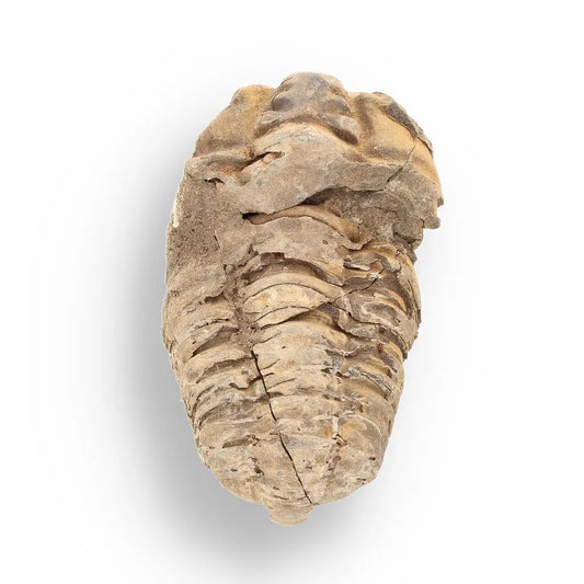 Get your Calymene (Colpocoryphe) Trilobite Fossils – Morocco’s Ancient Sea Creatures online now or in store at Forever Gems in Franschhoek, South Africa