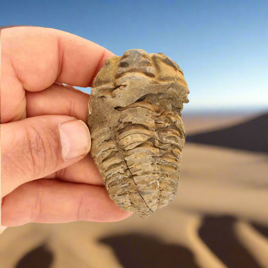 Get your Calymene (Colpocoryphe) Trilobite Fossils – Morocco’s Ancient Sea Creatures online now or in store at Forever Gems in Franschhoek, South Africa