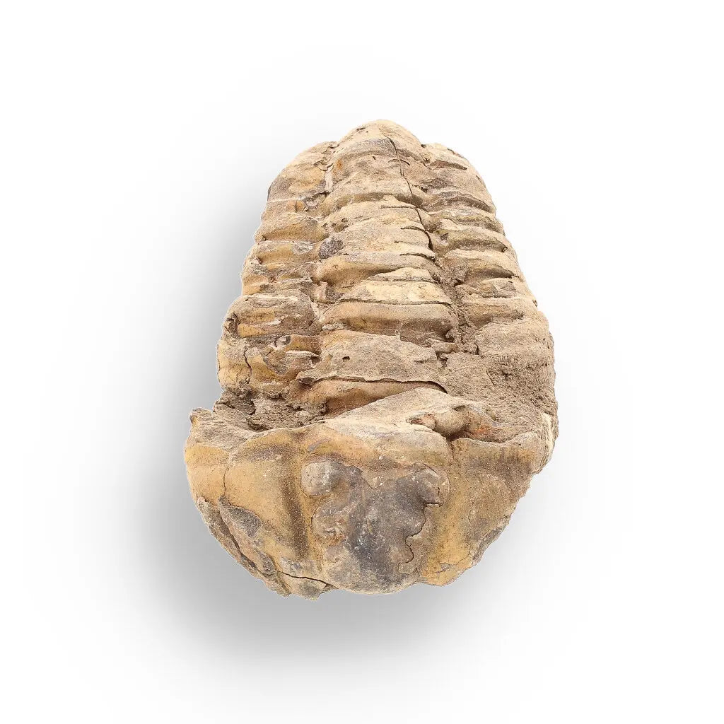 Get your Calymene (Colpocoryphe) Trilobite Fossils – Morocco’s Ancient Sea Creatures online now or in store at Forever Gems in Franschhoek, South Africa