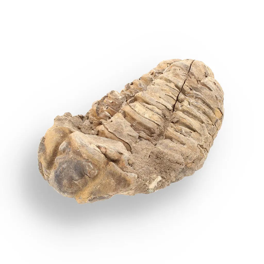 Get your Calymene (Colpocoryphe) Trilobite Fossils – Morocco’s Ancient Sea Creatures online now or in store at Forever Gems in Franschhoek, South Africa