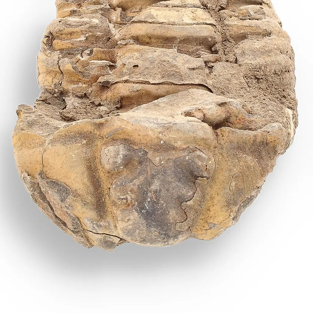 Get your Calymene (Colpocoryphe) Trilobite Fossils – Morocco’s Ancient Sea Creatures online now or in store at Forever Gems in Franschhoek, South Africa