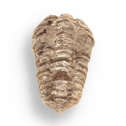 Get your Calymene (Colpocoryphe) Trilobite Fossils – Timeless Cambrian Treasures online now or in store at Forever Gems in Franschhoek, South Africa
