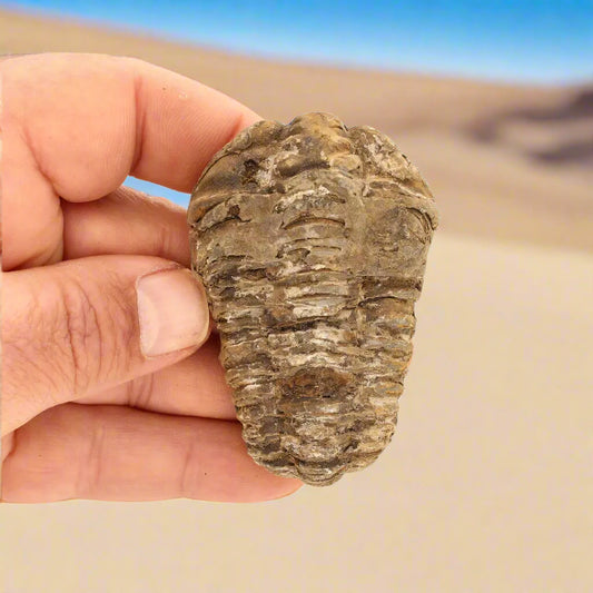 Get your Calymene (Colpocoryphe) Trilobite Fossils – Timeless Cambrian Treasures online now or in store at Forever Gems in Franschhoek, South Africa