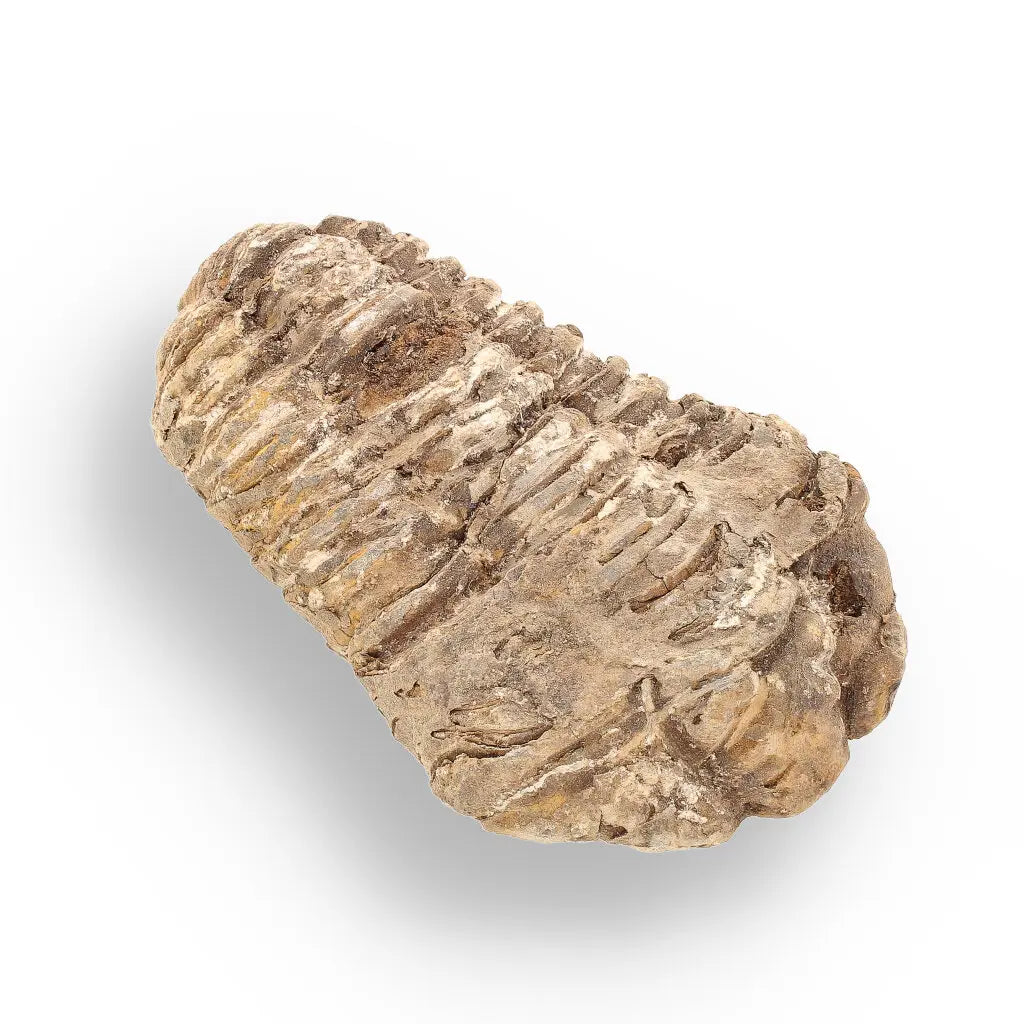 Get your Calymene (Colpocoryphe) Trilobite Fossils – Timeless Cambrian Treasures online now or in store at Forever Gems in Franschhoek, South Africa