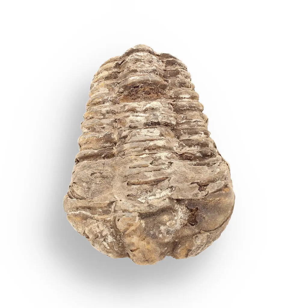 Get your Calymene (Colpocoryphe) Trilobite Fossils – Timeless Cambrian Treasures online now or in store at Forever Gems in Franschhoek, South Africa