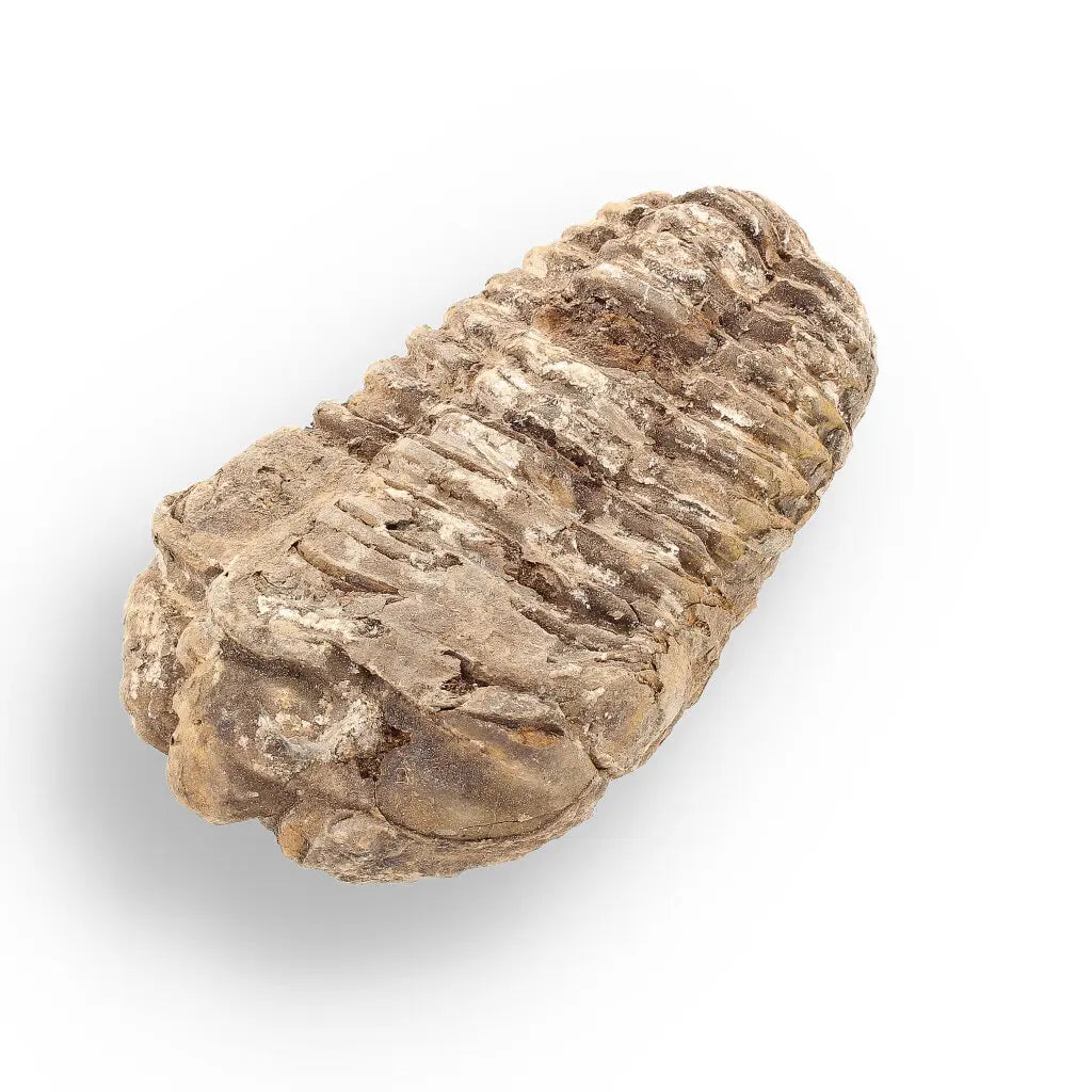 Get your Calymene (Colpocoryphe) Trilobite Fossils – Timeless Cambrian Treasures online now or in store at Forever Gems in Franschhoek, South Africa