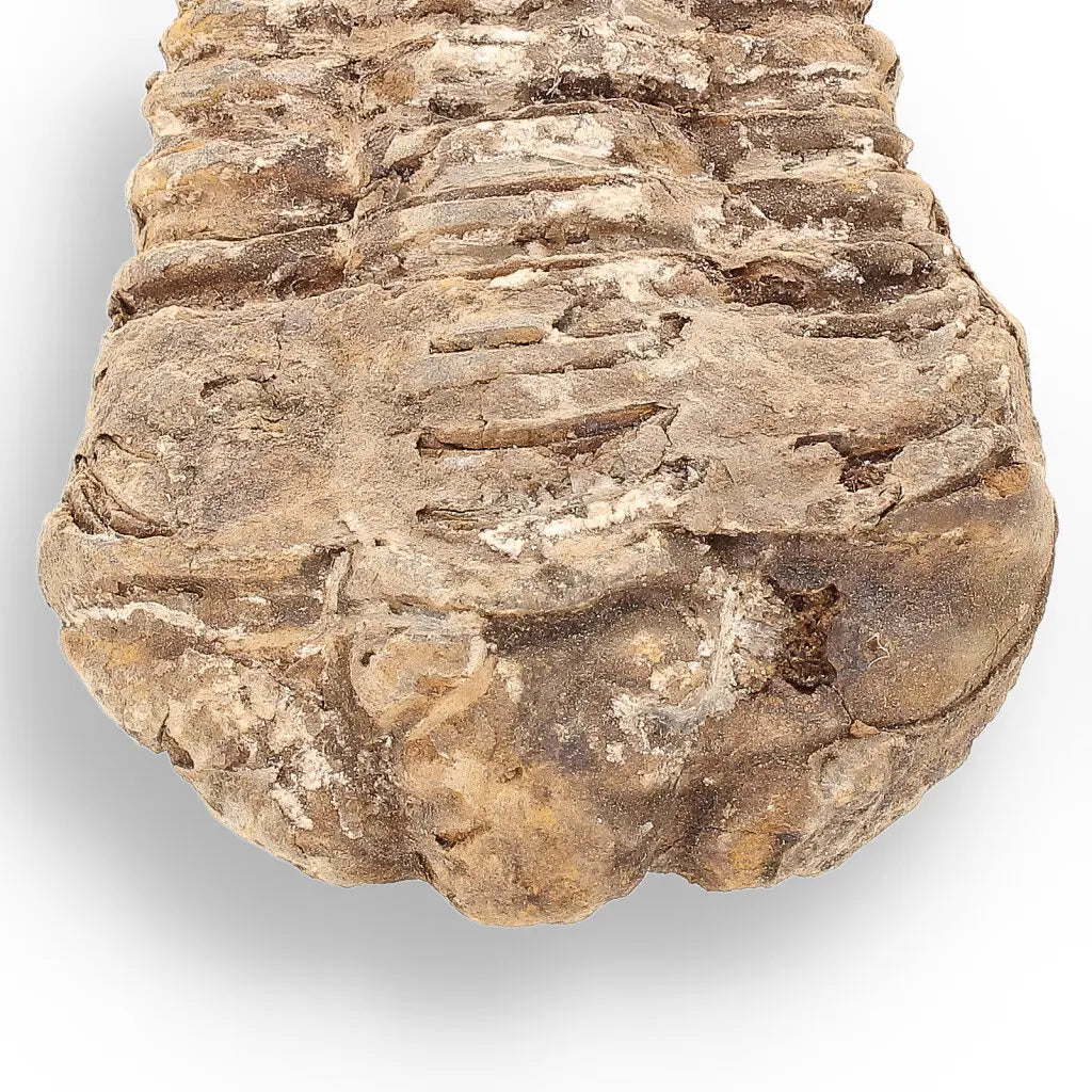 Get your Calymene (Colpocoryphe) Trilobite Fossils – Timeless Cambrian Treasures online now or in store at Forever Gems in Franschhoek, South Africa